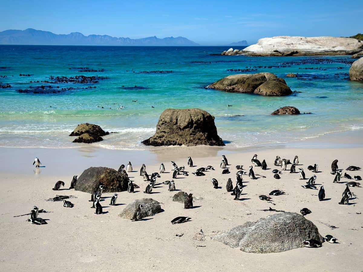 Penguins on Boulders Beach with turquoise water and mountains in the distance